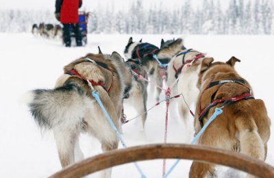 Åk hundspann i vackra vinterlandskap - Vuxen